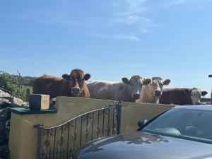 a group of cows standing on top of a fence at Cliff View Lodge Apartment in Liscannor