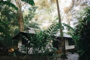 a small house in the middle of a forest at Tumbo de las Olas in Cabo Matapalo