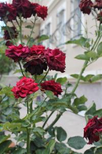 A garden outside Gizem Pansiyon