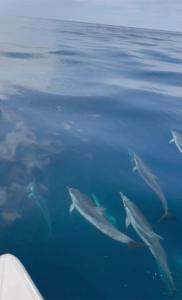 Φωτογραφία από το άλμπουμ του GUEST HOUSEs OYSTERS σε Al Hadd