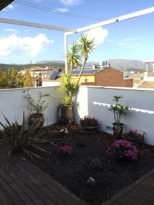 a garden on a balcony with palm trees and plants at Casa Caballero de la Rosa in Priego de Córdoba