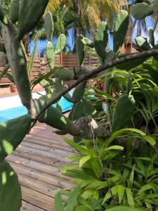 a wooden deck with plants and a swimming pool at Maison cosy familiale in Sainte-Anne