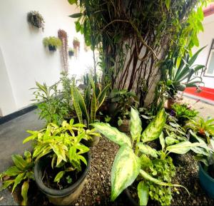 Um jardim no exterior de The kiwi