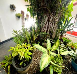Um jardim no exterior de The kiwi