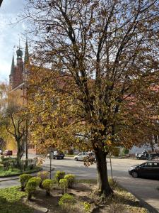 Κήπος έξω από το Przytulny Apartament w Śródmieściu