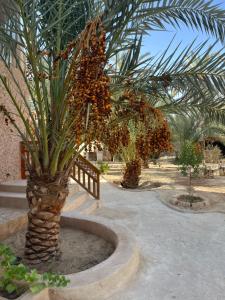 Un jardín fuera de Siwa Spot