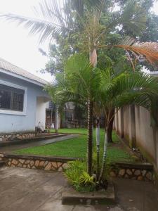 a palm tree in a yard next to a house at Sour sop Guest House in Kampala