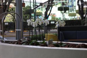 a bunch of white flowers in a vase at Holiday Inn Express Guadalajara Expo by IHG in Guadalajara