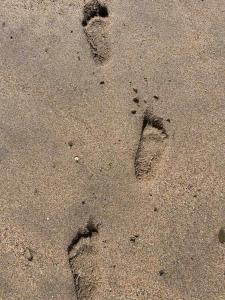 a paw print in the sand on the beach at Coombe Corner Cornwall in Bude