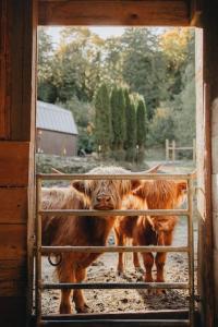 two cows standing behind a gate in a barn at Highland Farms - Your Private Forest Farm in Brightwood