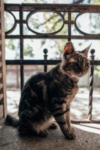 Domácí mazlíčci ubytovaní s hosty v ubytování Casa Mechi