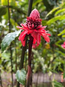 Una flor roja está creciendo en una planta. en Villa pour 4 à 8 personnes près des plages du Sud & Marina du Marin - Wi-Fi sur demande, en Le Marin 2 fotos más