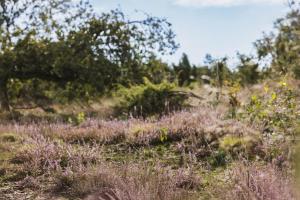 a field of purple flowers on a hill with trees at Bij de Buurman in Dalmsholte