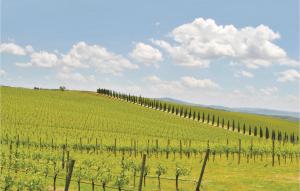 a vineyard with a row of vines on a field at Poggio Agli Ulivi in Megognano +18 photos
