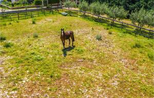 Zvířata v apartmánu nebo okolí