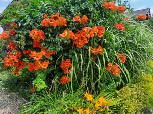 Billede fra billedgalleriet på Casa de vacanta ROUA DIMINETII i Beclean
