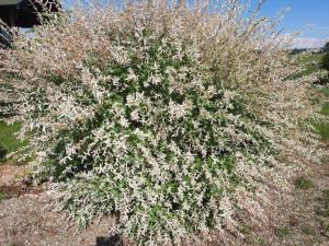 Billede fra billedgalleriet på Casa de vacanta ROUA DIMINETII i Beclean