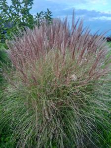 Billede fra billedgalleriet på Casa de vacanta ROUA DIMINETII i Beclean