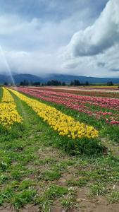a field of tulips in a field at El Quincho de los Abuelos in Trevelín +5 photos