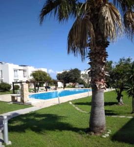 eine Palme neben einem Pool in der Unterkunft Tranquil Penthouse Apartment Turtle Bay Village Esentepe in Ayios Yeoryios