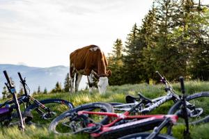 a cow grazing in a field next to a group of bikes at Hotel Sonne - Self Check-in in Schwarzenburg