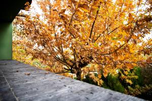 a wooden pathway with a tree with yellow leaves at LL Villa Sanandrei in Sânandrei