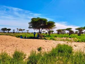 マハミドにあるBivouac Sahara Passionsの畑の木の下に座る人々