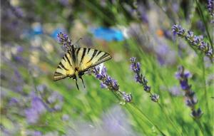 a butterfly sitting on top of a lavender plant at Three-Bedroom Holiday Home In Dugogabe in Dugobabe