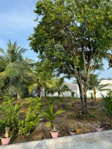 a garden with palm trees and plants at The Grand Coco Homestay in Tây Ninh