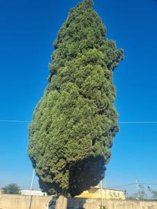 Kép L'Albero bello Holiday szállásáról Mazara del Vallóban a galériában