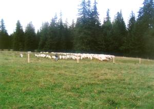 Zwierzęta w gospodarstwie agroturystycznym lub w pobliżu