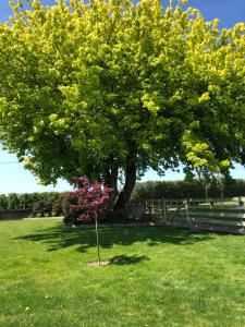 a tree in the grass next to a fence at A Rural Retreat cabin with Private bathroom in Twyford