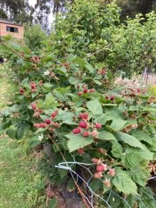 Giardino di The Little Seed