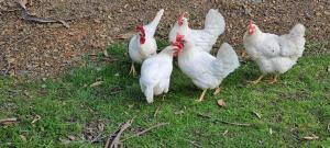 Altri animali domestici presso il lodge o nei dintorni