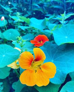 Giardino di The Little Seed