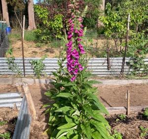 Giardino di The Little Seed