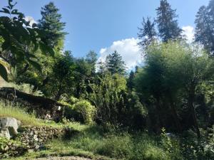 a view of a forest with trees and grass at aman place homestay river touch in Jibhi