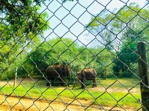 Altri animali domestici presso l'affittacamere o nei dintorni