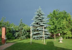 a christmas tree in the middle of a yard at Rooms Branka in Križevci
