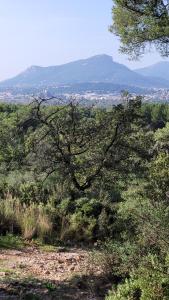 a tree in a field with a view of a city at les Marronniers in Six-Fours-les-Plages +10 photos