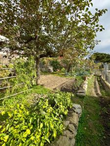 a garden with a tree and some plants at Borgo Maria Rosa - Relax tra Nebrodi e Mare in San Salvatore di Fitalia