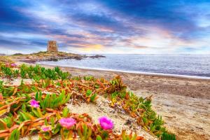 a bunch of flowers on a beach with the ocean at Teddy House Apartments in Bari Sardo