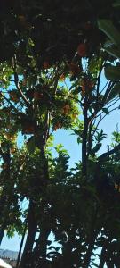 a tree with oranges on it with the sky in the background at Casa Jardín del Mar- Reñaca Beach-Frente a Unimarc in Viña del Mar