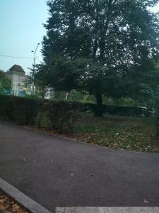 a tree sitting on the side of a road at BRATISLAVA ROOMS near ICE ARENA in Bratislava