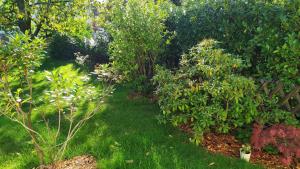 einen Garten mit Bäumen und Pflanzen im Gras in der Unterkunft Haus im Garten in der Nähe von Köln-Messe in Bergisch Gladbach