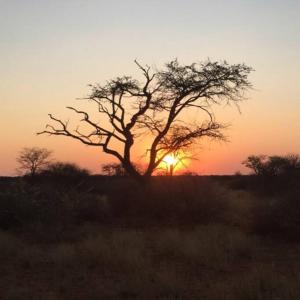 a tree in a field with the sunset in the background at Farm stay in the heart of the Kalahari Namibia- serviced luxury self catering accommodation in Gobabis +13 photos