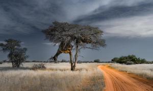 a acacia tree on the side of a dirt road at Farm stay in the heart of the Kalahari Namibia- serviced luxury self catering accommodation in Gobabis