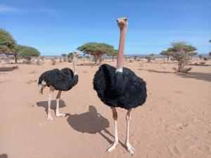 Altri animali domestici presso l'affittacamere o nei dintorni