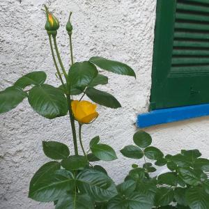 Zahrada ubytování B&B Mirna - Piccolo Appartamento