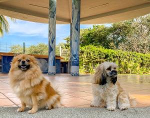 Domácí mazlíčci ubytovaní s hosty v ubytování Puerto de Luna Pet Friendly and Family Suites